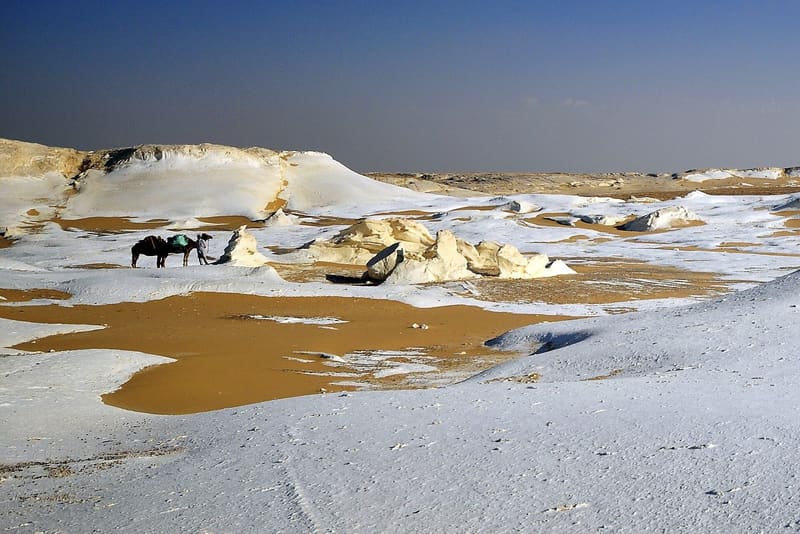 Cammelli e beduino tra distese di calcare bianco e sabbia dorata nel Deserto Bianco