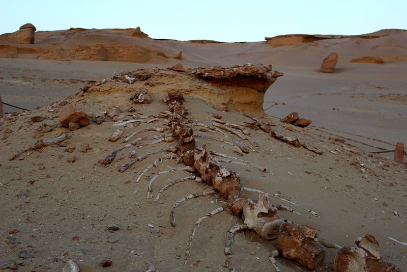 Scheletro fossile di balena preistorica sulla sabbia nella Valle delle Balene del Fayoum