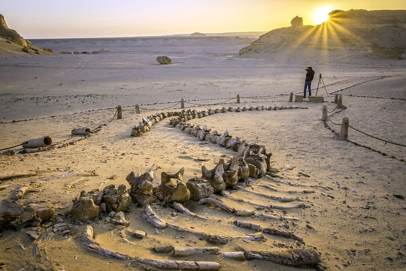 Valle delle Balene nel Fayoum