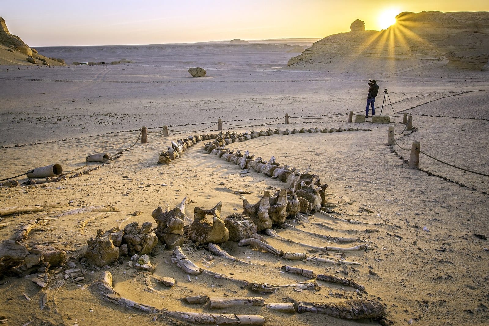 Scheletro fossile di balena nella Valle delle Balene al tramonto, nel Fayoum