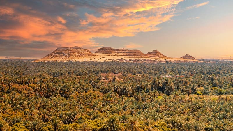 Distesa di palme da dattero dell'oasi di Siwa con le montagne sullo sfondo al tramonto